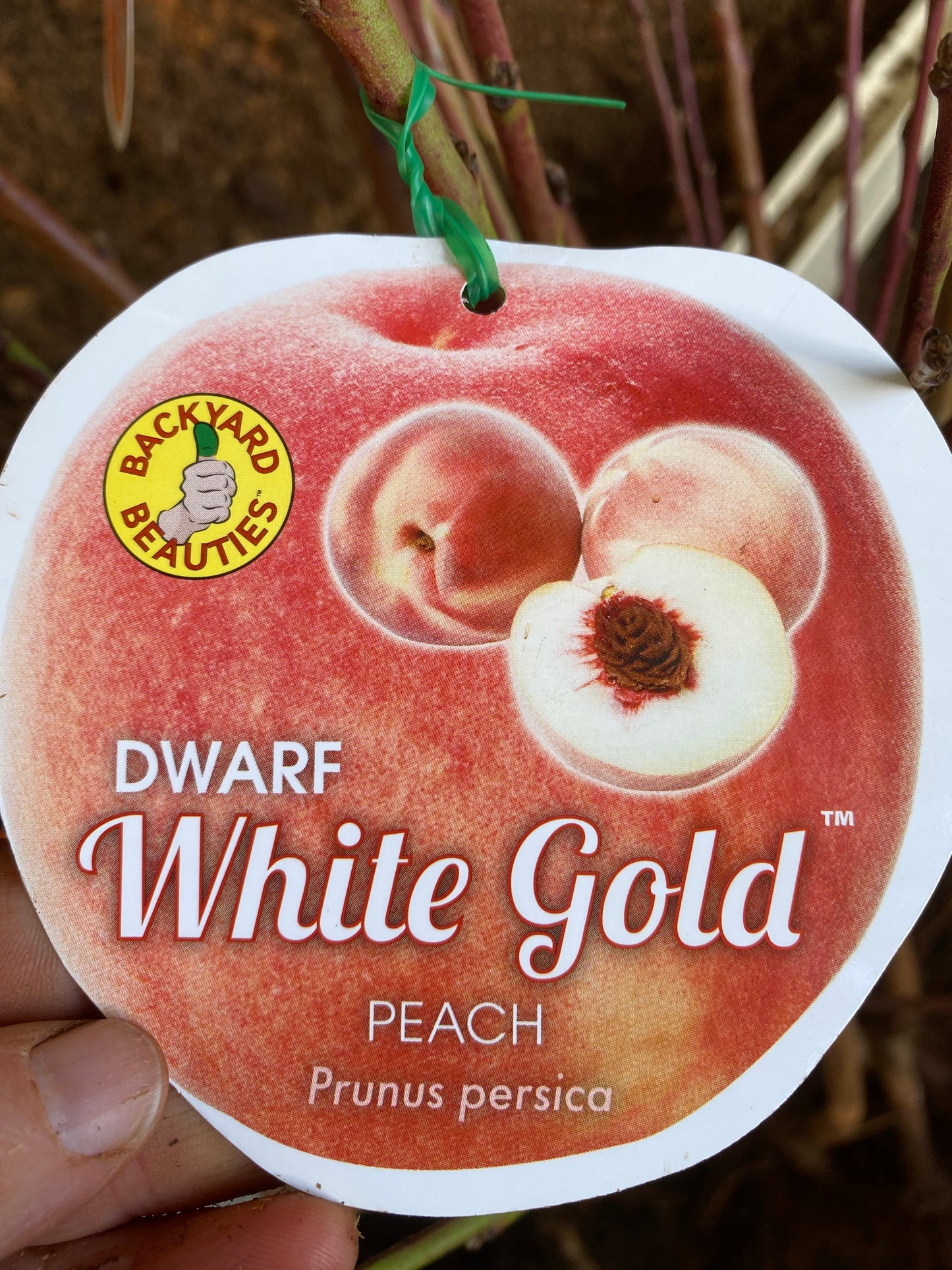 Dwarf White Gold™ Peach