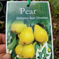 Williams Bon Chretien Pear