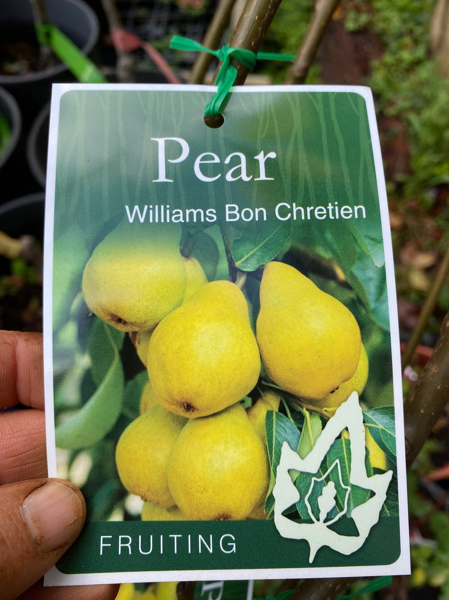Williams Bon Chretien Pear